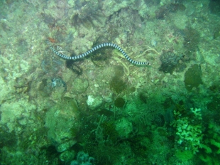 Sea Snake by Joan