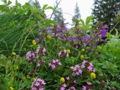 Assorted Alpine Wildflowers