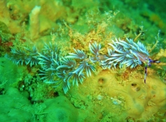 Okikawa Maru, Aeolid Nudibranch