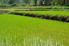 Rice Terraces Near Inle Lake