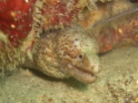 Moray Eel, House Reef, Moalboal