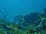 Shallow Reef, Pescador Island East, Moalboal