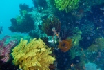 Sabang Point Reef
