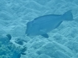 Bumphead Parrotfish Profile